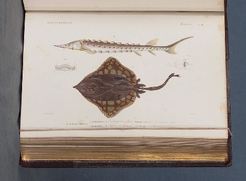 DORBIGNY (Charles). Dictionnaire dHistoire Naturelle, 1848-1849. 16 tomos (19)