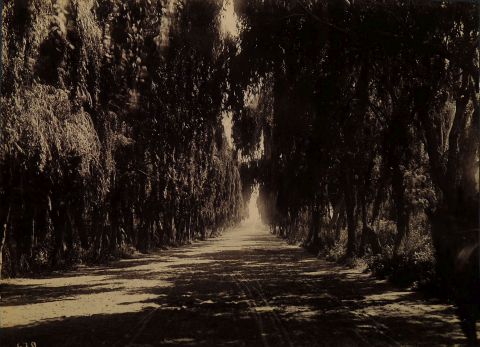 Fotografas Carruajes en Palermo N 678 y Bosques de Palermo N 679. Atribuidas a Enrique Moody