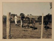 Fotografas coloreadas Circa 1940, Gauchos y trabajo en el campo. 17 x 23 cm.