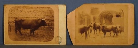 'Cuatro Dedos' y 'Toros' dos fotografas , Fotgrafo: Alejandro Urbina, Lima. 1892; una con deterioros