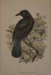 Gould, John . W. Hart Lycocorax Obiensis y Aeluroedes virides 2 litografas coloreadas a mano. Ao 1850.