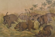 Elefantes combatiendo a un rinoceronte