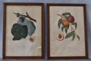 Dos grabados de flores en colores, manchas. Miden: 42 x 28 cm.-74