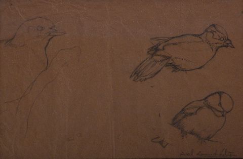 Amuchástegui, Axel, Pájaros, dibujo