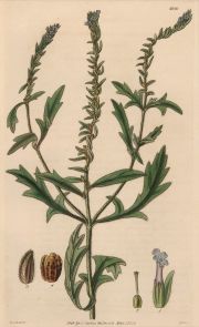 Grabados botanicos, coloreados a mano 1829 -3-4