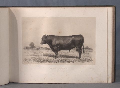 BAUDEMENT, Emile. Les races bovines au concours universel agricole de Paris en 1856. Etudes Zootechniques.