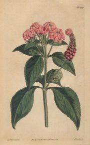 Grabados botánicos, acuarelados a mano, años 1805 y 1812. (1 - 2)