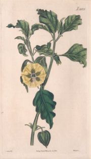 Grabados botànicos coloreados a mano, años 1826 y 1829.