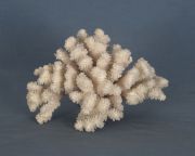 Arbol coral marino.