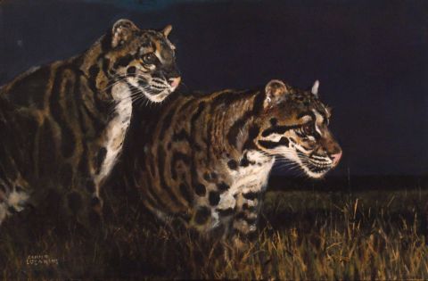 LUCARINI, Camilo. Leopardos Asiticos, leo 80 x 120