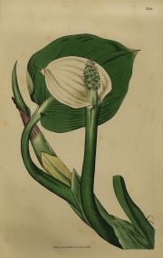 Grabados botánicos, coloreados a mano, año 1816