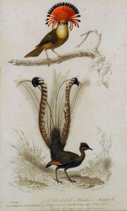Aves, grabados (4)