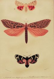 Insectos, grabados coloreados (30)