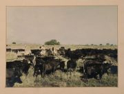 Fotografías coloreadas Circa 1940, Gauchos y trabajo en el campo. 17 x 23 cm.
