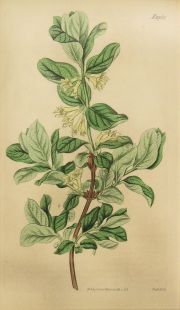 Grabados Botanicos coloreados a mano Años 1818 y 1826. (2)