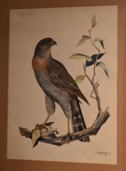 Soto Acebal (h), Par de aves, dos acuarelas. 44 x 32 cm.
