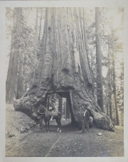 E.N. Baxtter, tres fotografías Sequoias, más cinco fotografías de la India.,