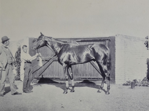 Clarence Hailey, Album con fotograbados de caballos. Deterioro. Ex Libris Darío H. Anasagasti.