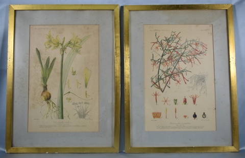 CUATRO REPRODUCCIONES, sobre temas botánicos, según diseño de A. E. Avila.