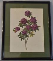 Tres láminas de flores en colores. Enmarcadas. Miden: 38 x 28 cm. 249